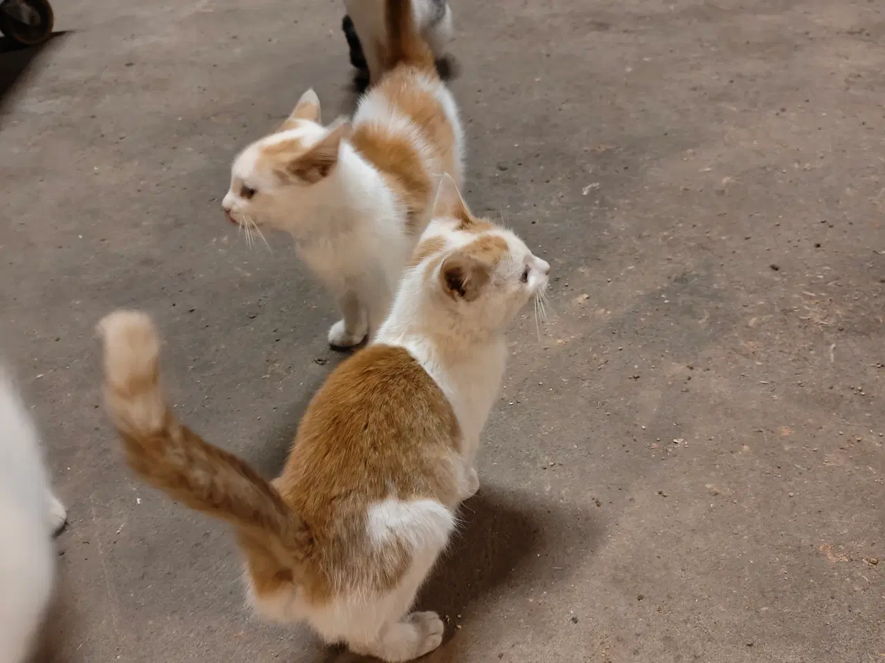 Billede 4 - Katte gives bort