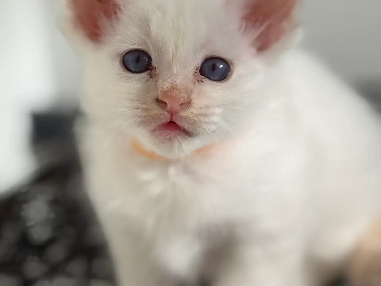 Billede 3 - Hellig Birma crememaskede