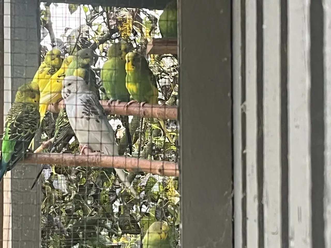 Billede 1 - Undulater både lidt ældre og nogle stykker for i å