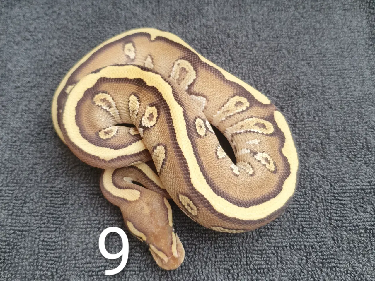 Billede 9 - Kongepython morfer pieds og andet