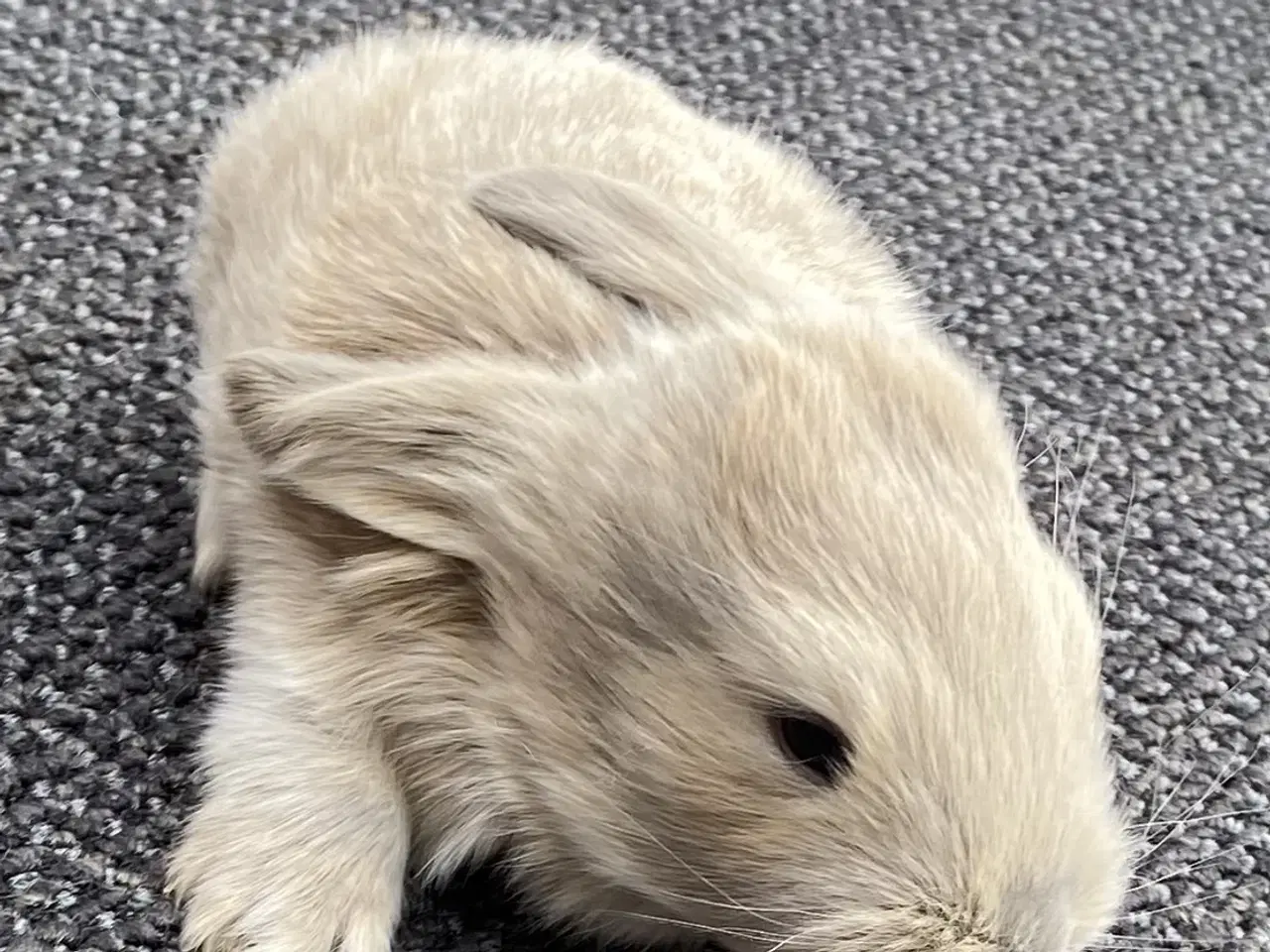 Billede 6 - FRANsK VÆDDER HUN ISABELLA