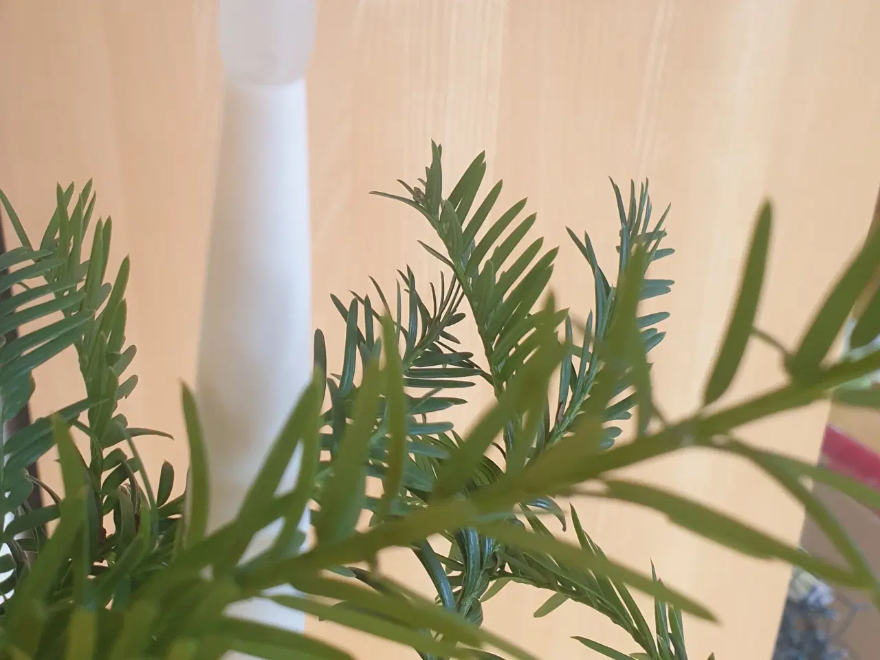 Billede 3 - Indendørs Juletræslys, ingen brandfare: 24 LED