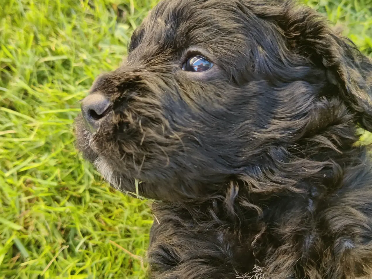 Billede 4 - Cockapoo hvalpe F1