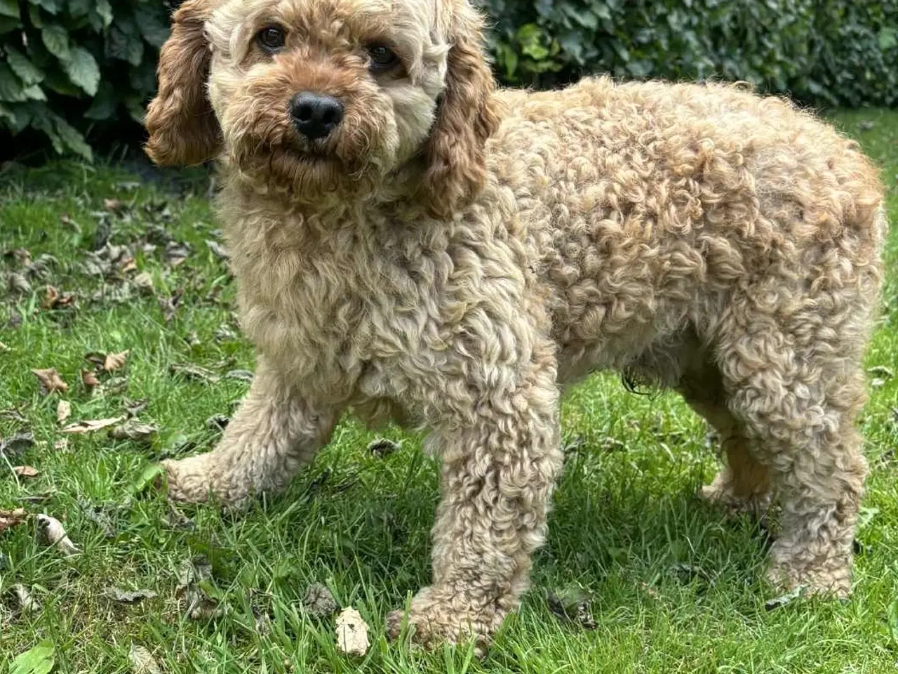 Billede 4 - Dansk-svensk gårdhund blanding