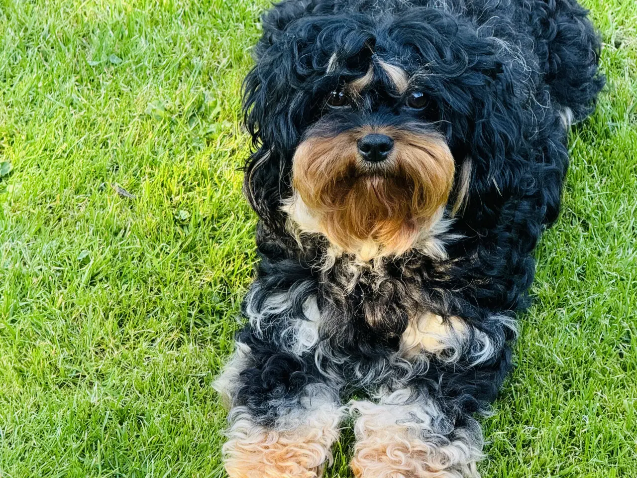 Billede 4 - Cavapoo 