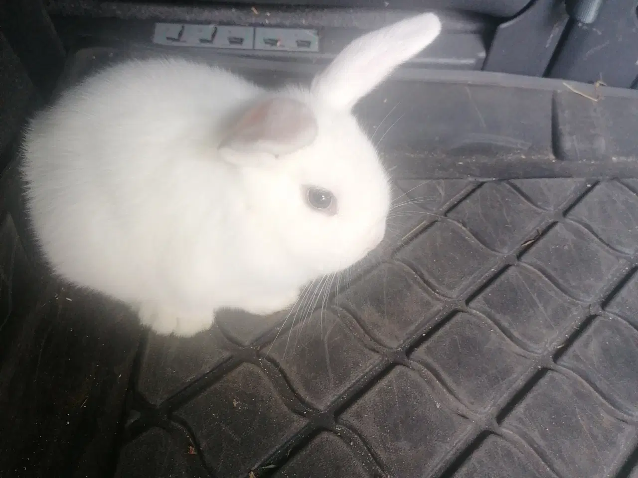 Billede 1 - Mini Lop dv vædder 