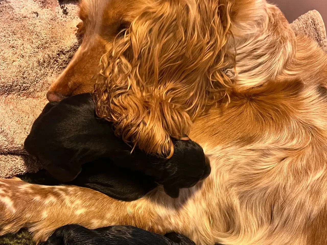 Billede 5 - Smukke Cockerhvalpe