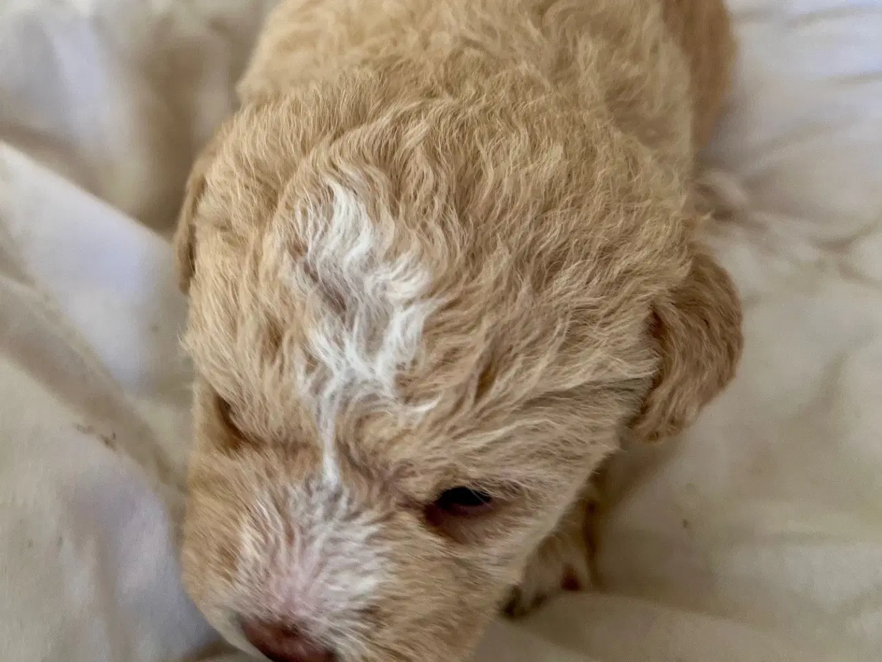 Billede 6 - Super skønne sociale Lagotto blandinger