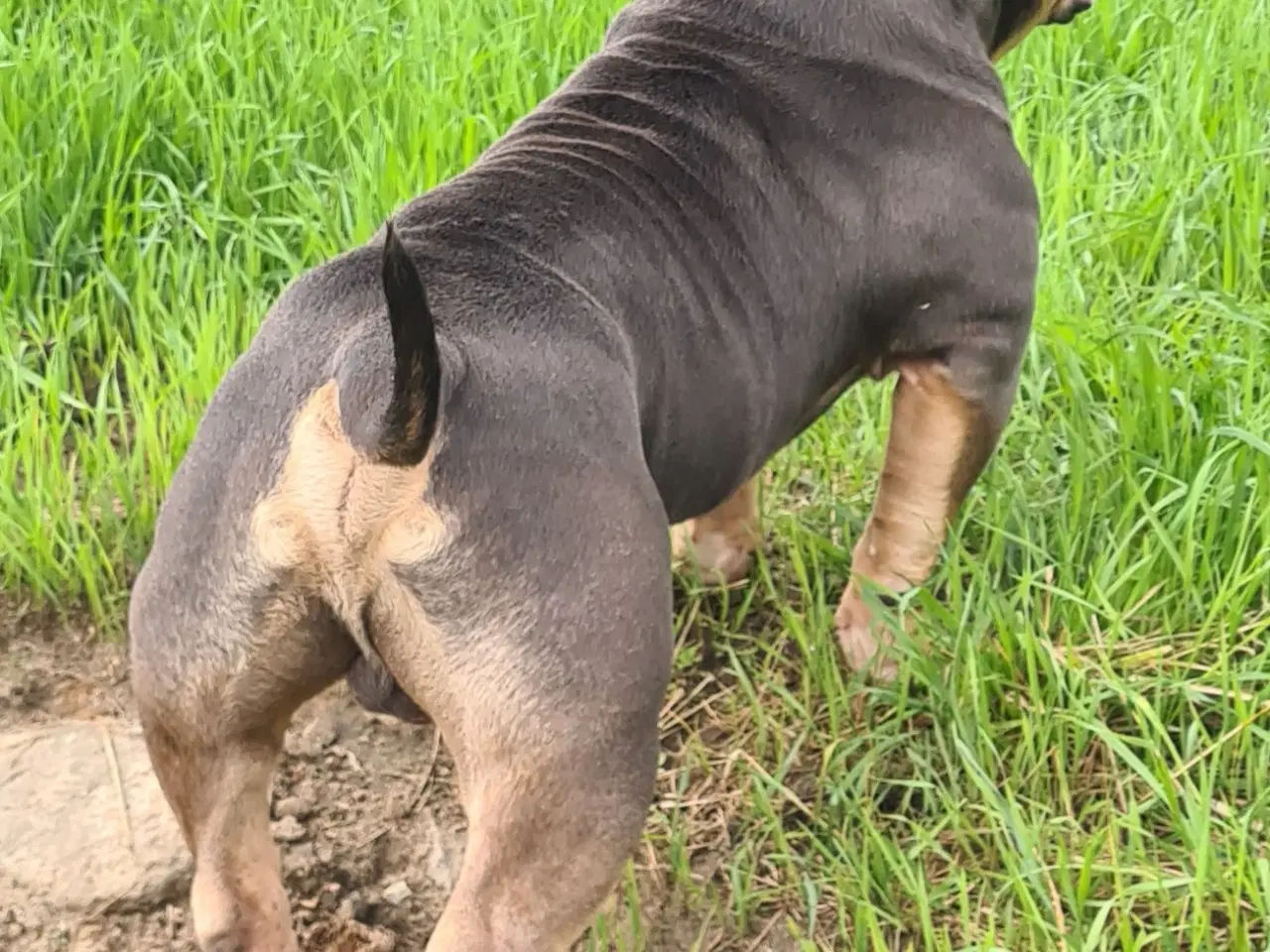Billede 4 - American Bully Pocket 