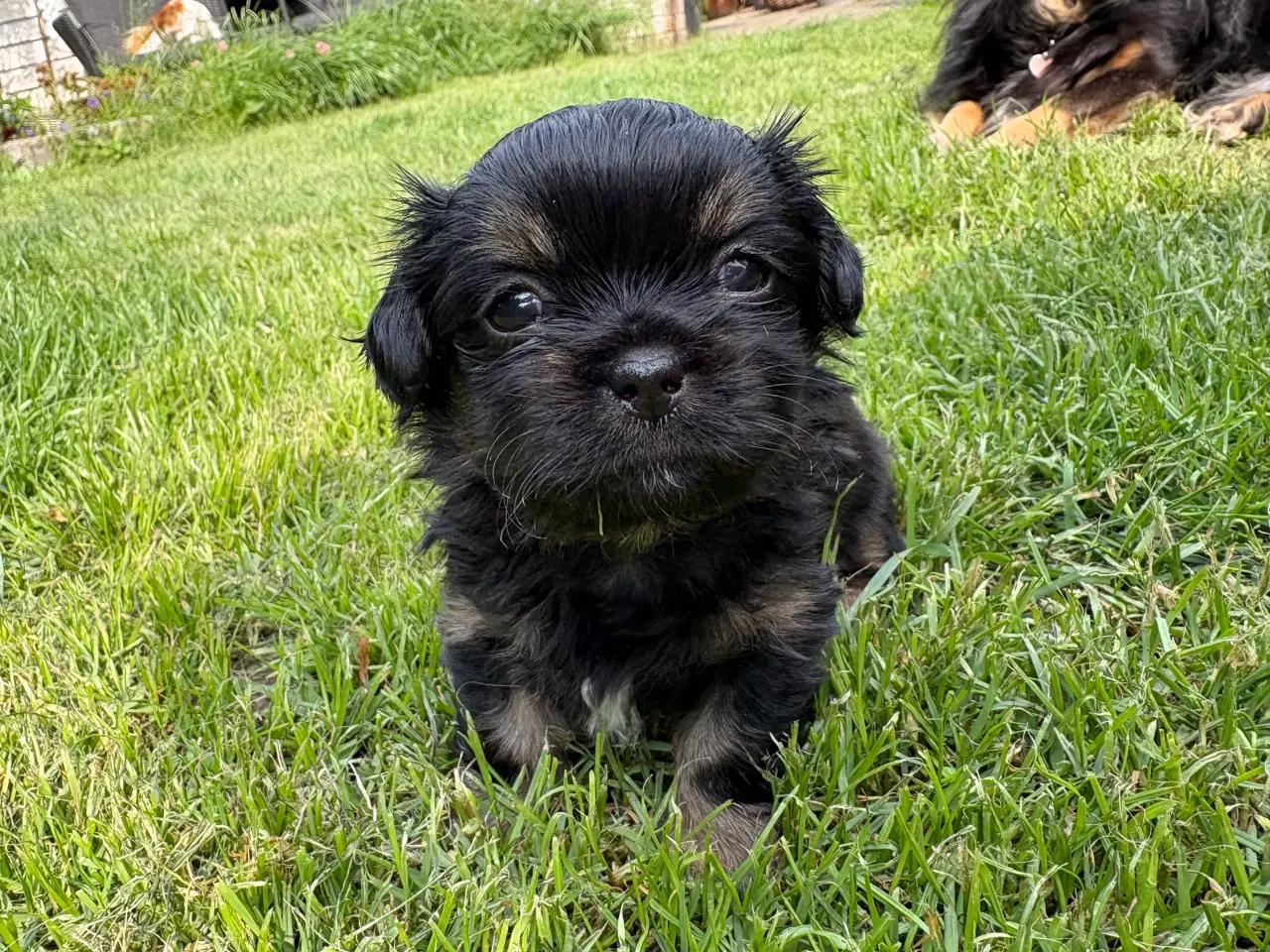 Billede 1 - Tibetansk spaniel