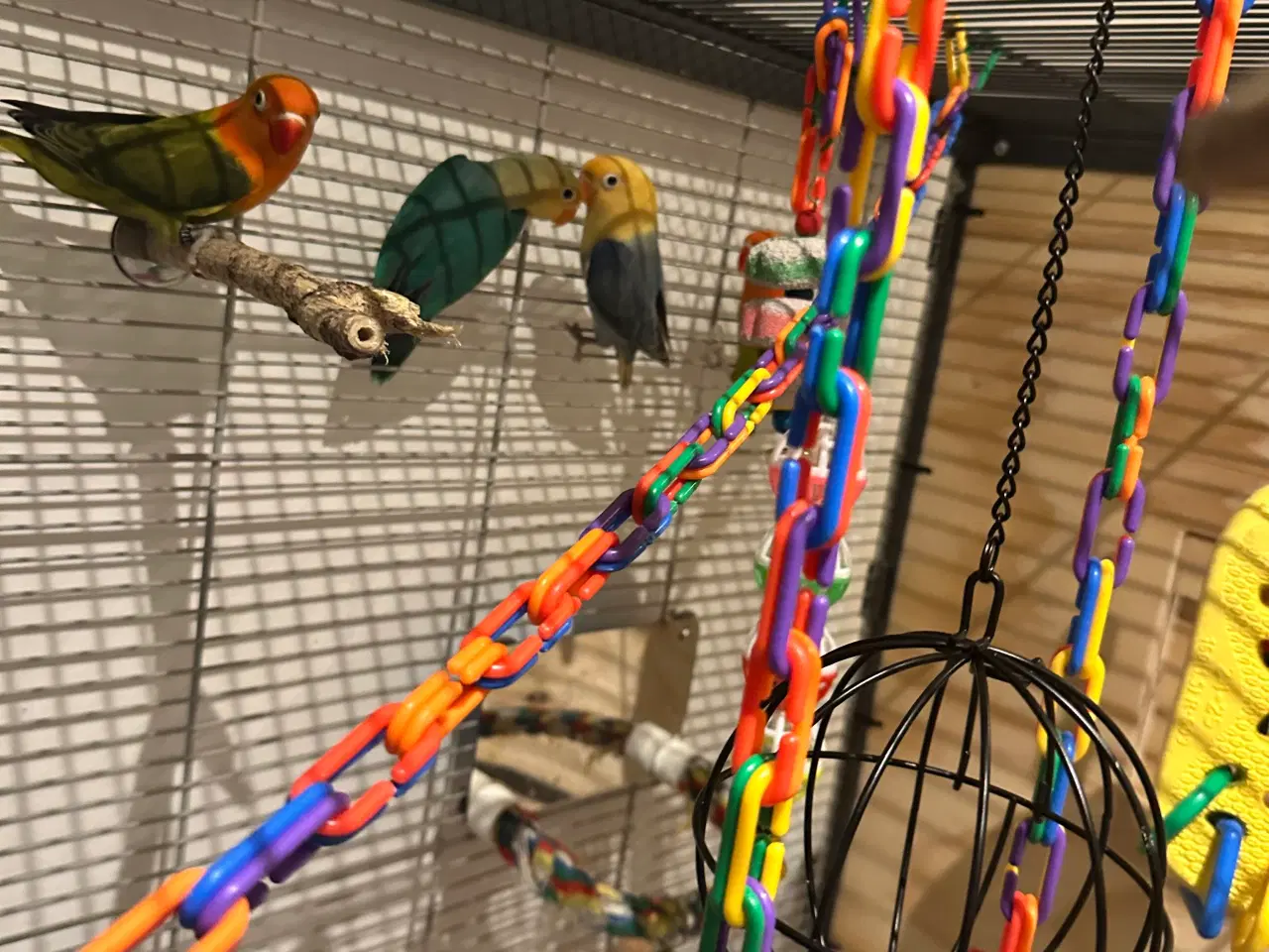 Billede 4 - Dværvpapegøjer