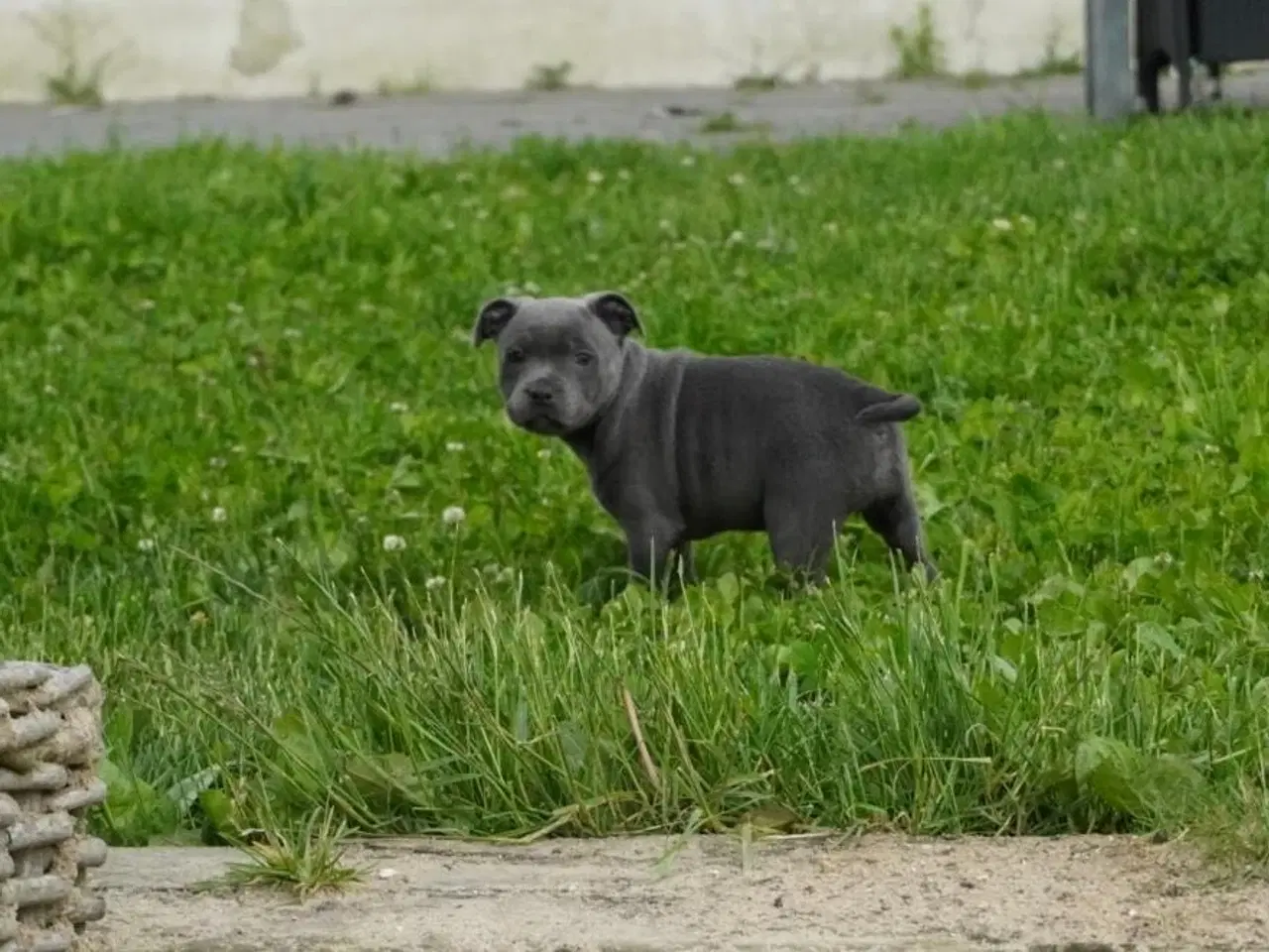 Billede 7 - Engelsk staffordshire bullterrier