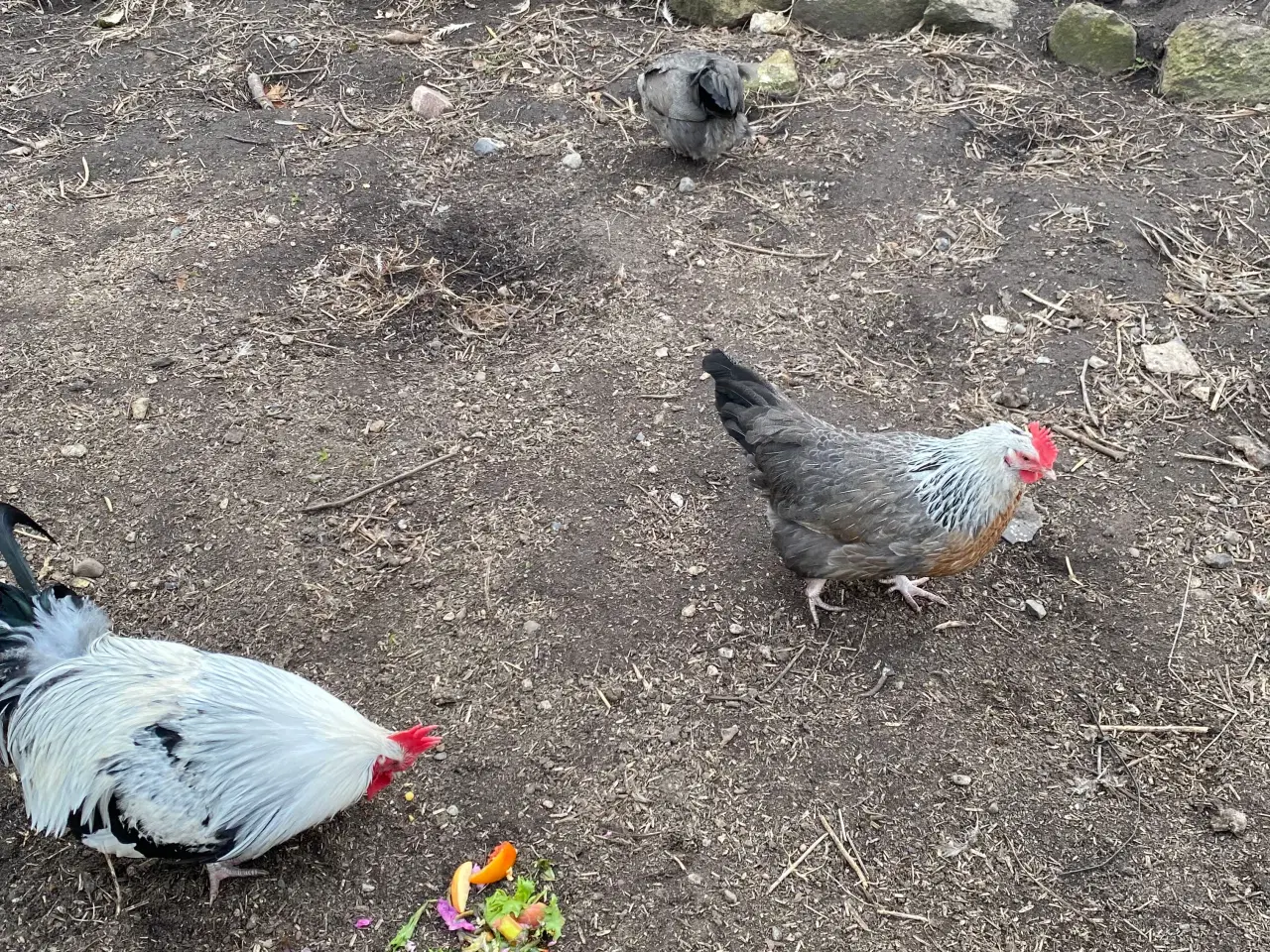 Billede 2 - Rugeæg af blandet store racer