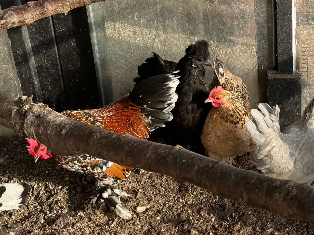 Billede 4 - Dværg høns
