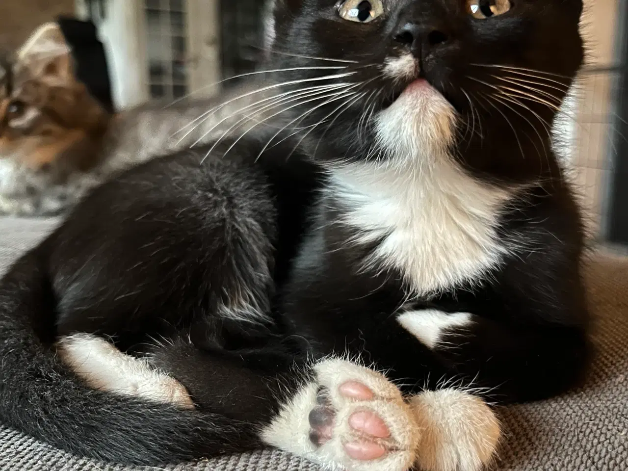 Billede 7 - Hun-killing, Maine Coon-blandning. 