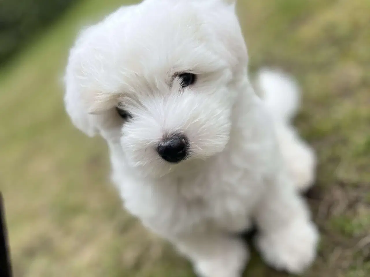 Billede 4 - Coton de tulear hvalpe til udstationering.