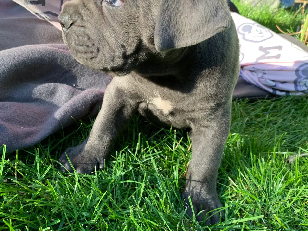 Billede 8 - Cane Corso Italiano hvalpe
