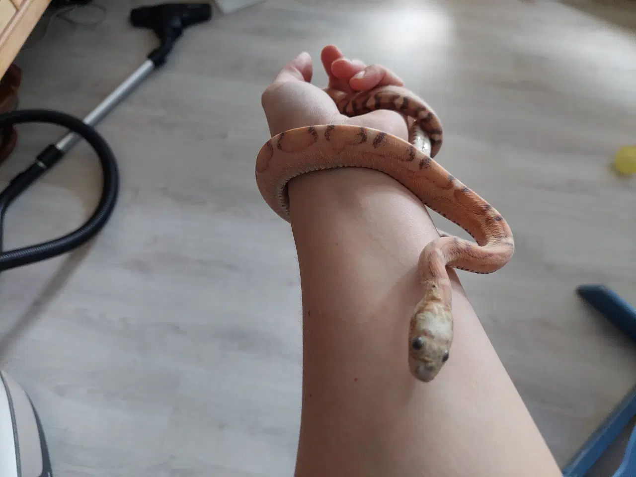 Billede 3 - Kornsnog Scaleless