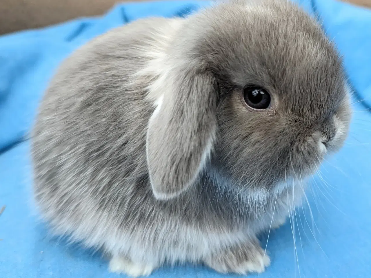 Billede 1 - Minilop kaninunge sælges 