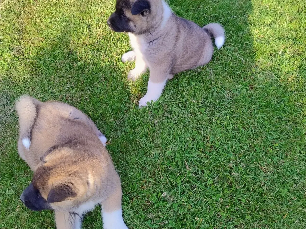 Billede 5 - Hundehvalpe Akita American 