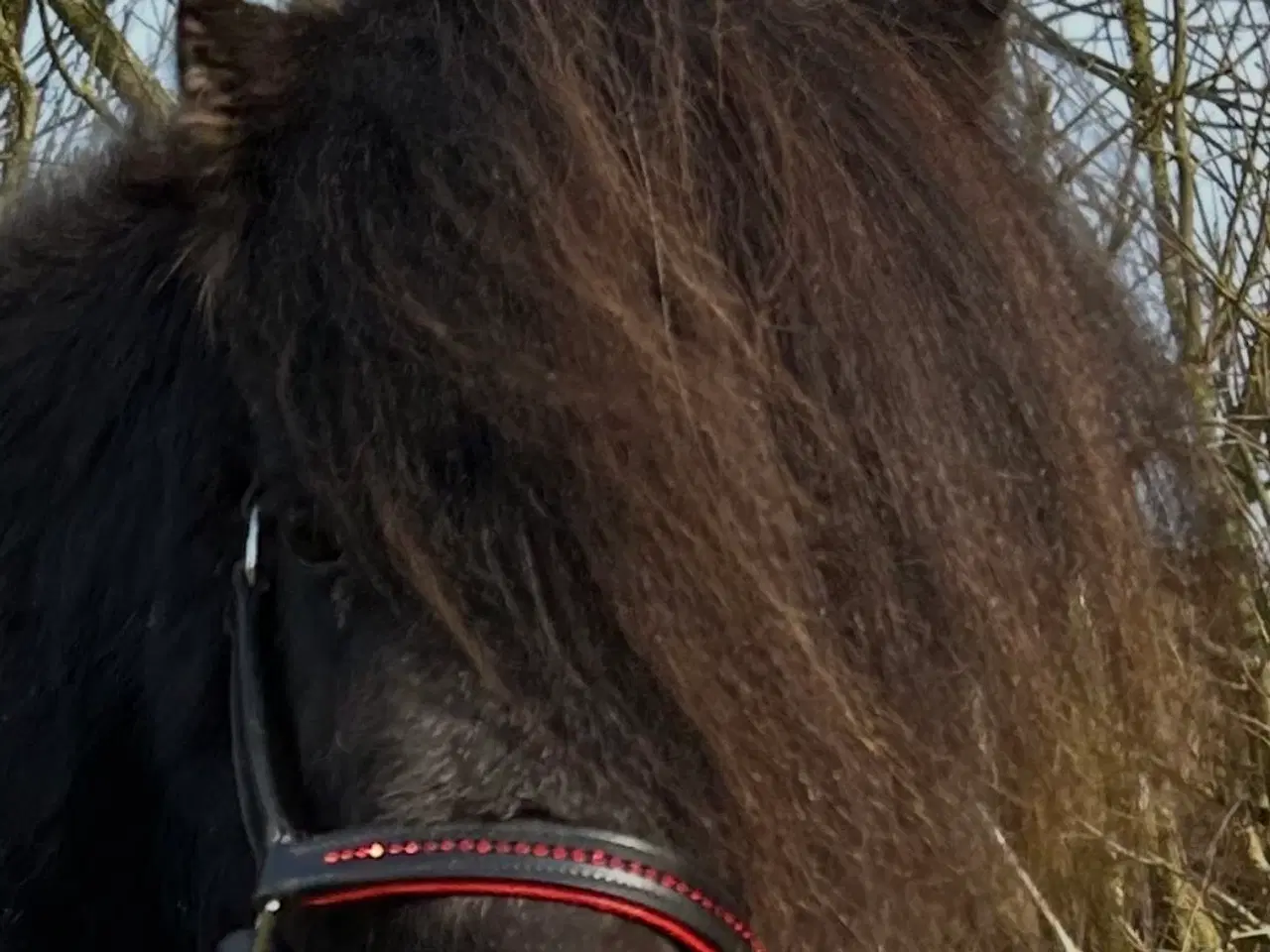 Billede 2 - Skøn mini shetlænder sælges