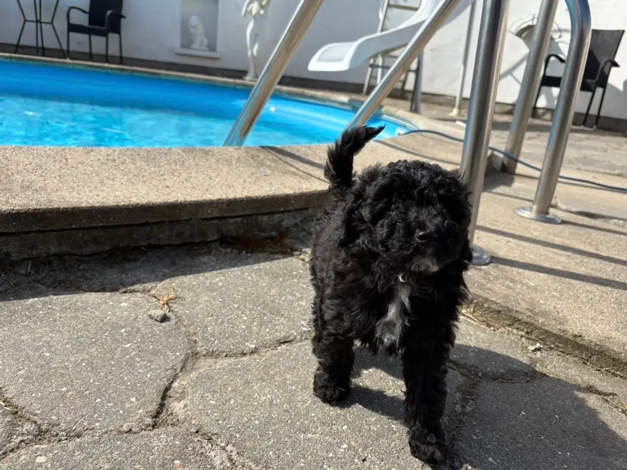 Billede 10 - Maltipoo-hvalpe med charme og krudt i halen!
