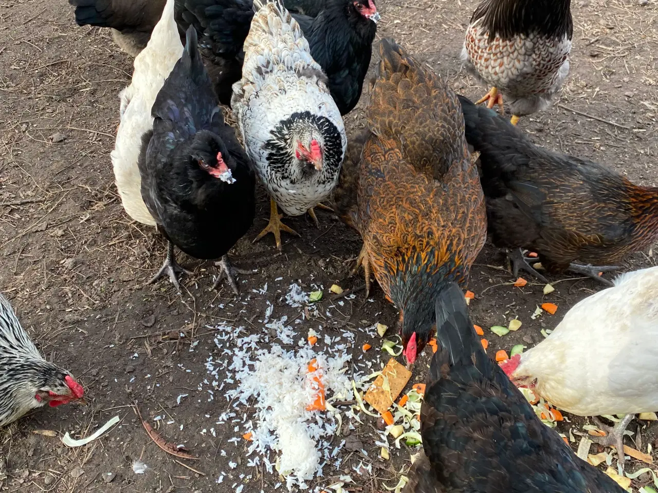 Billede 4 - Rugeæg af blandet store racer