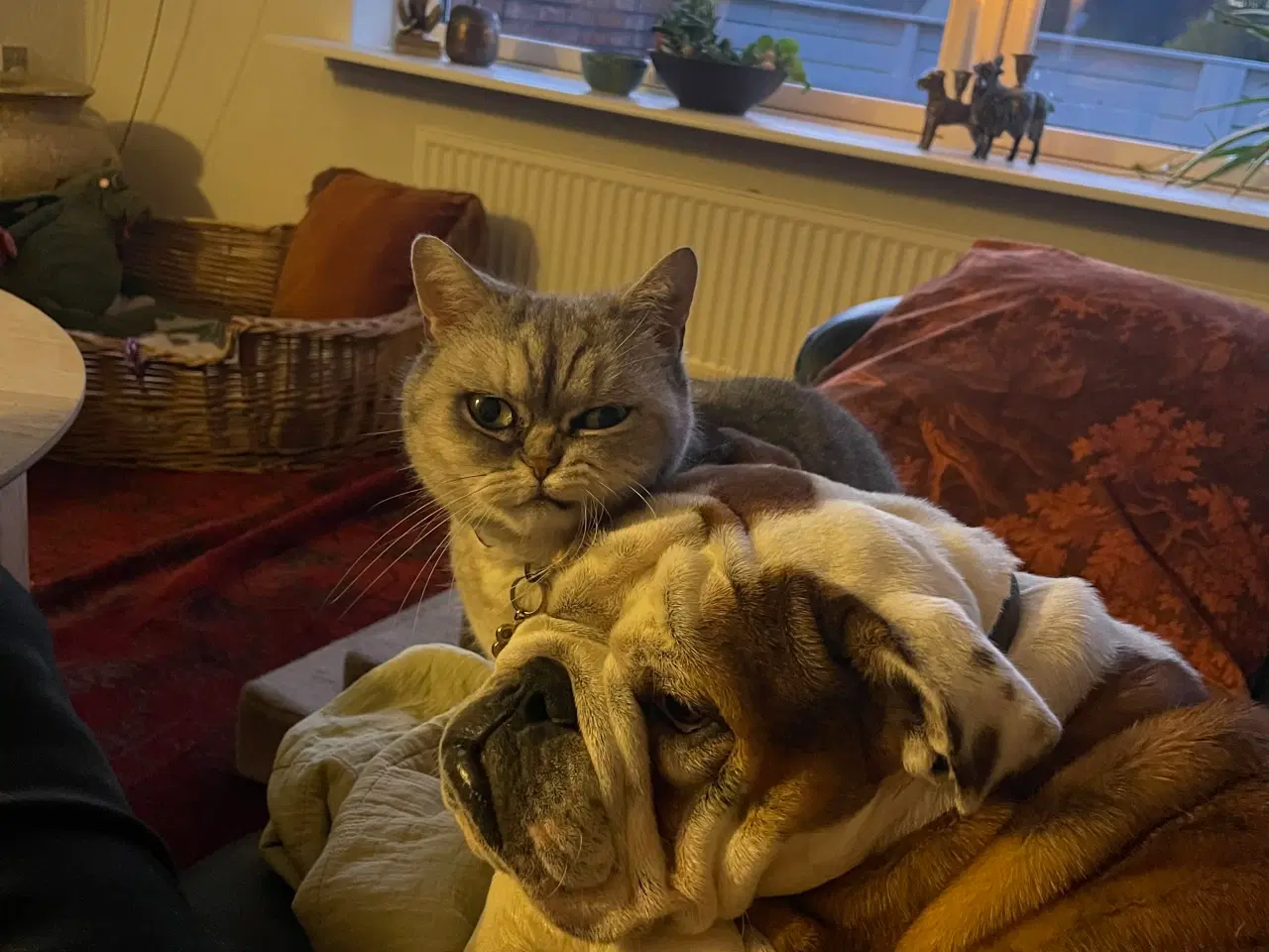 Billede 1 - Engelsk bulldog 