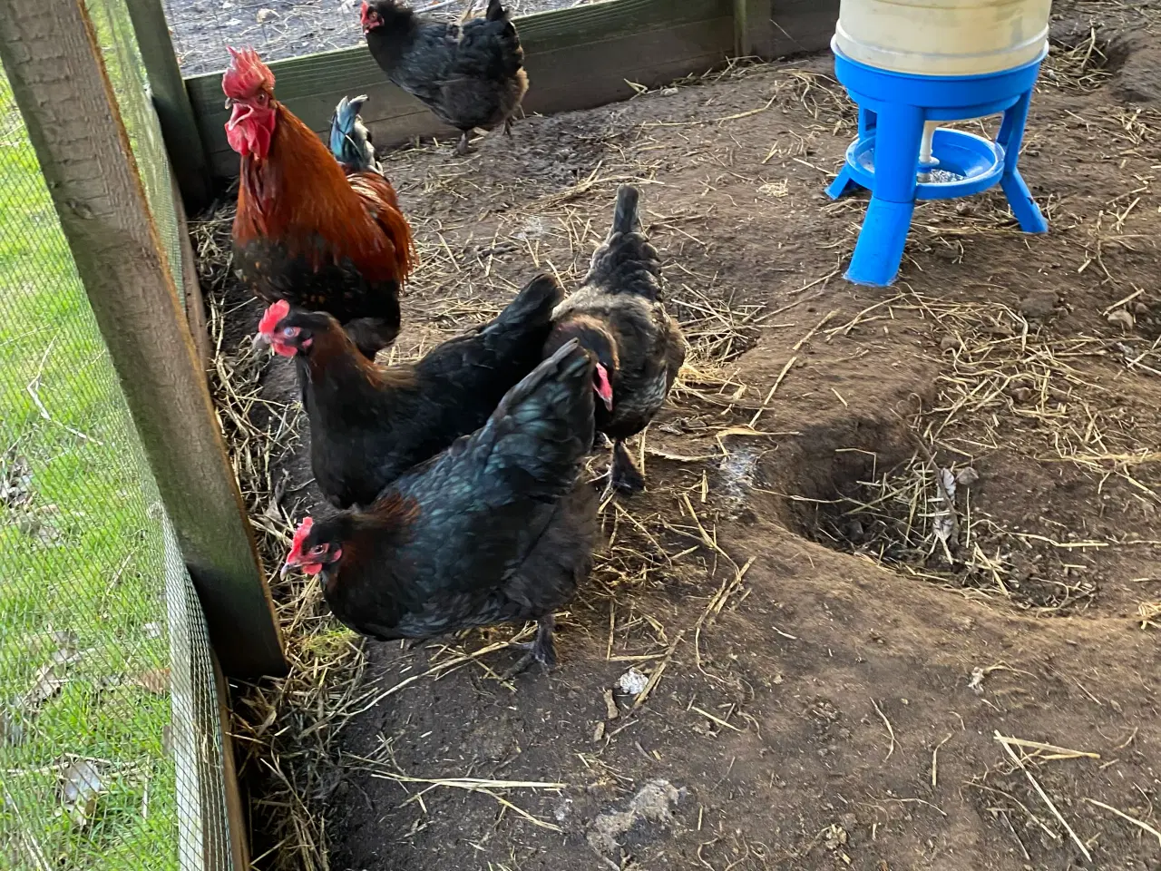 Billede 3 - Sort kobber maran