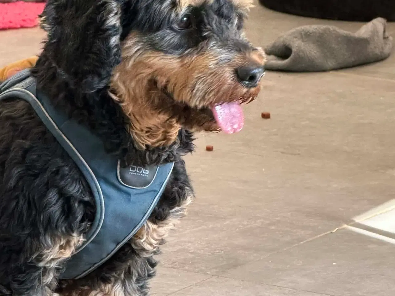 Billede 12 - 🐾 Søde Balder søger sit helt rette hjem 🐾