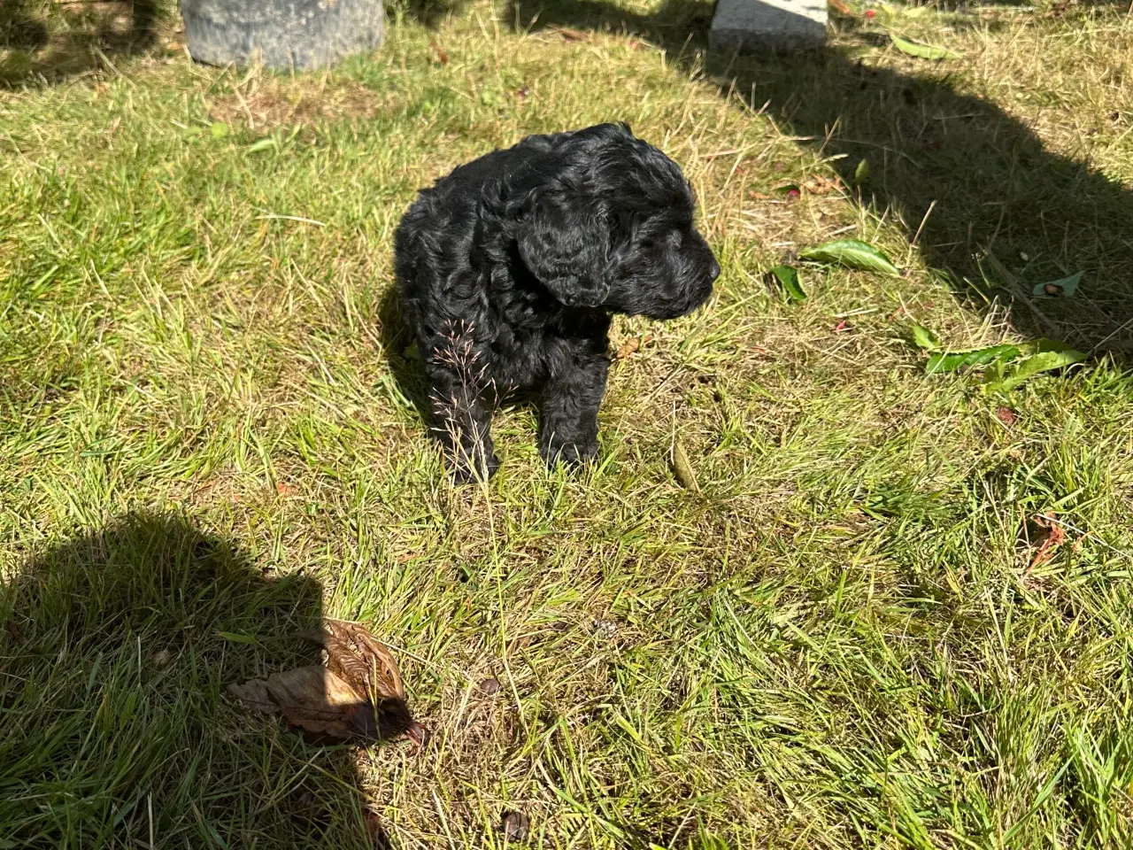 Billede 1 - Golden Doodle 