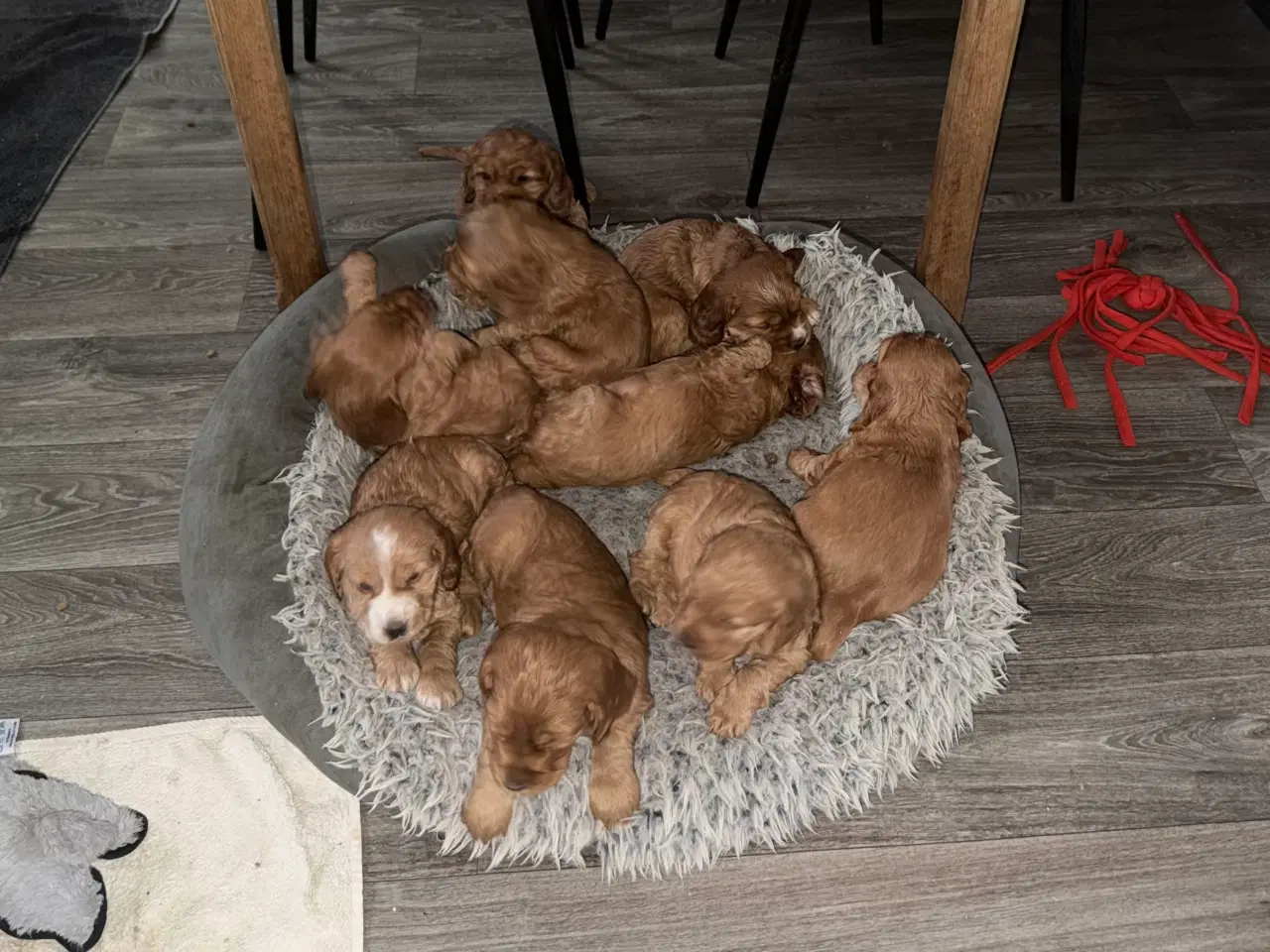 Billede 1 - Engelsk cockerspaniel 