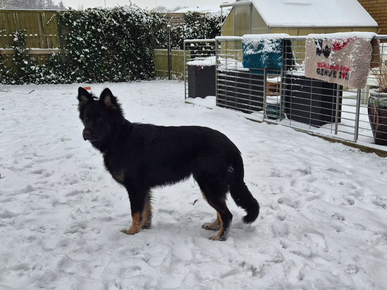 Billede 3 - Langstokhåret Schæfer med Stamtavle 