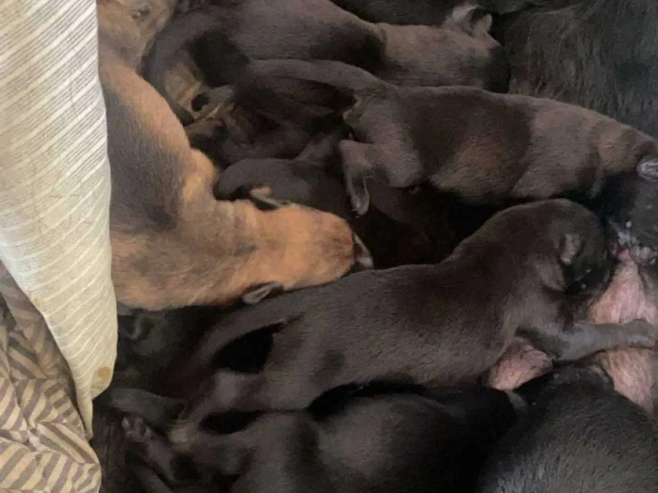Billede 3 - De skønneste mali/schæfer hvalpe sælges🐕
