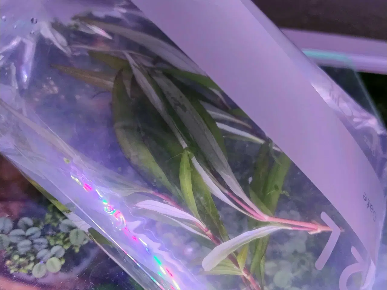 Billede 5 - Akvarie planter Gratis