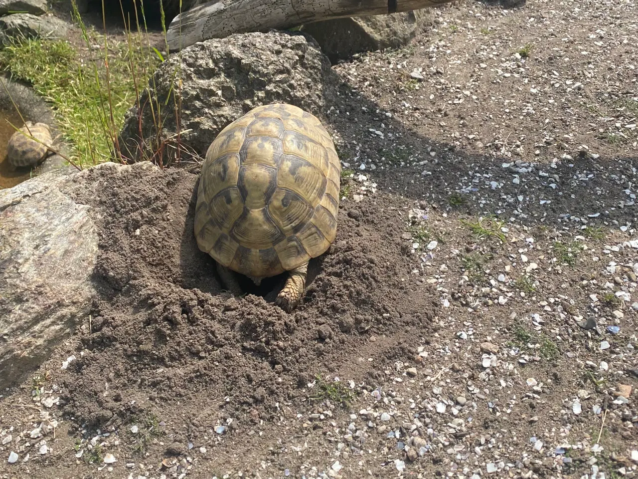 Billede 5 - Landskildpadde søger hjem