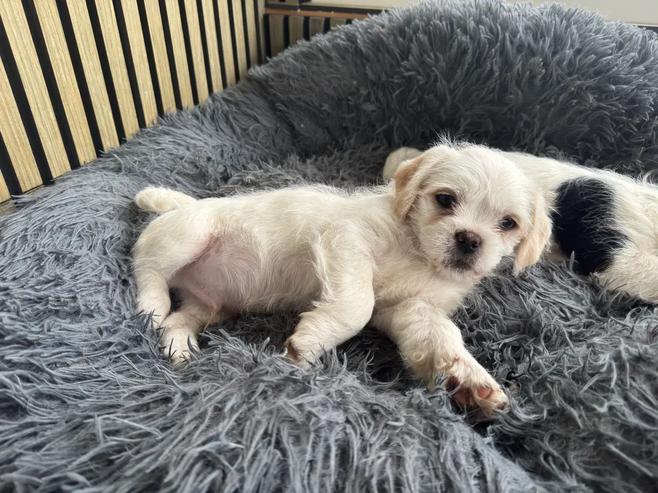 Billede 9 - Han Hvalpe 