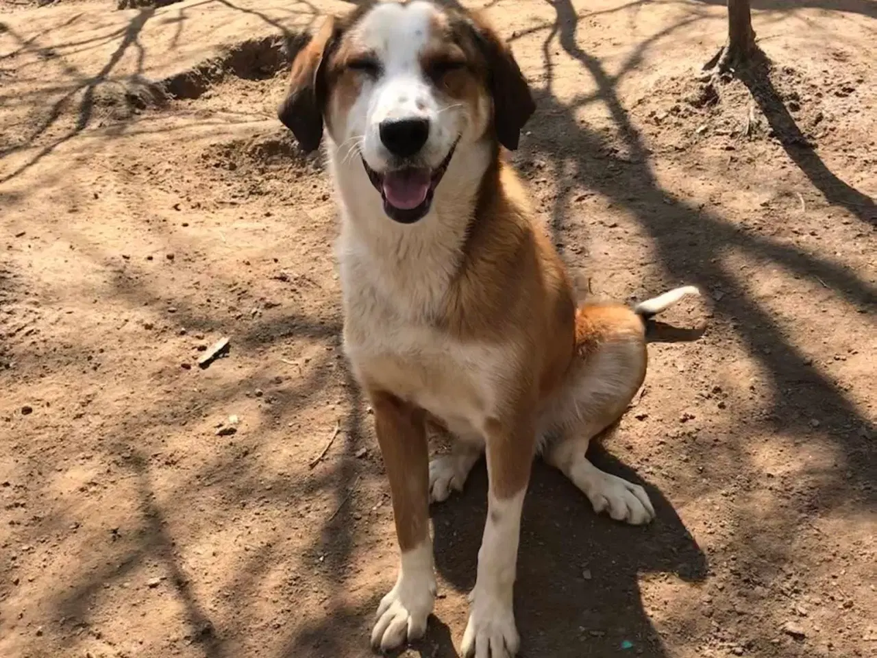 Billede 4 - Henry - med det smukke smil 💙
