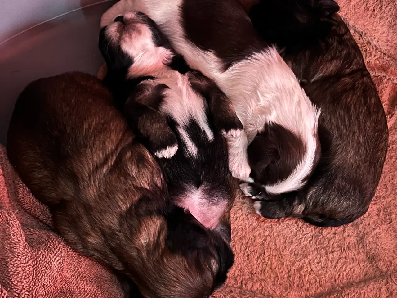 Billede 8 - Skønne Shih tzu hvalpe