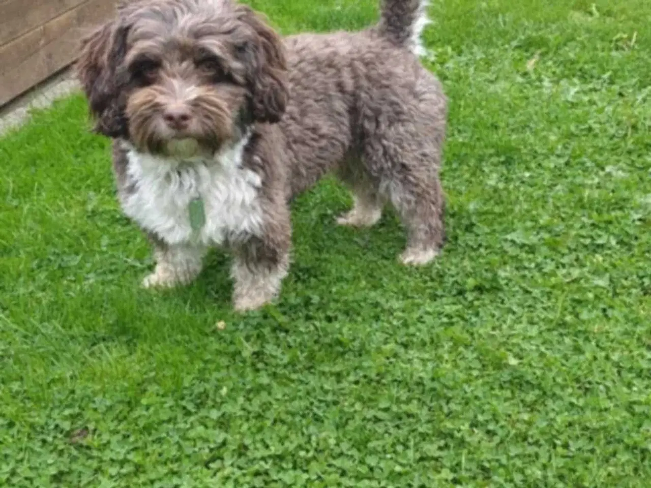 Billede 3 - Bishon Havanais Halvpe