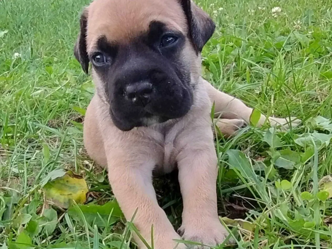 Billede 6 - Bullmastiff hvalpe til salg