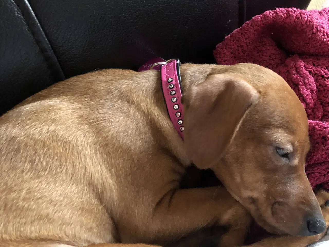 Billede 1 - Bette sød dejlig tæve med krudt i numsen