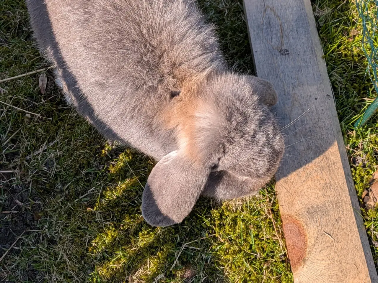Billede 4 - Sød og tam minilop hankanin