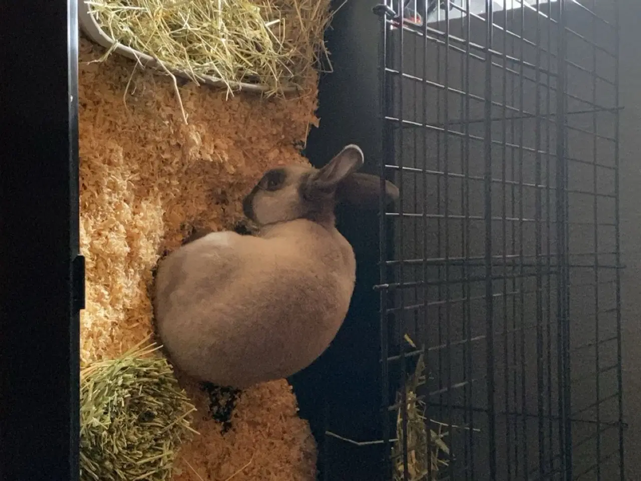 Billede 5 - Stampe søger nyt hjem🐰