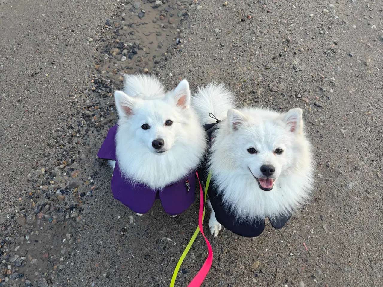 Billede 8 - Japansk spids hvalpe 