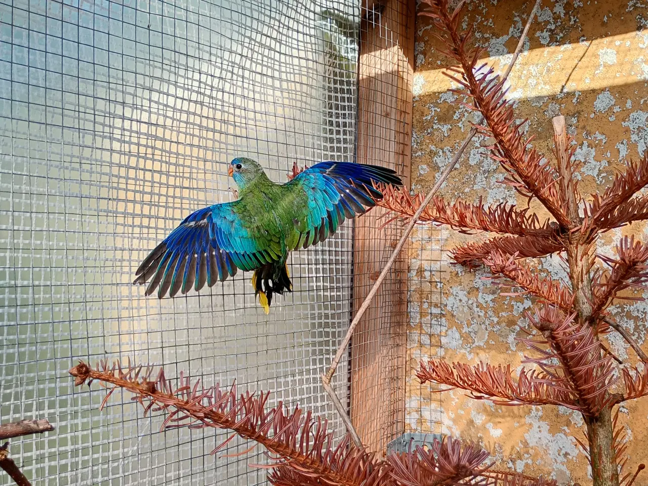 Billede 2 - Diamantduer og andre fugle