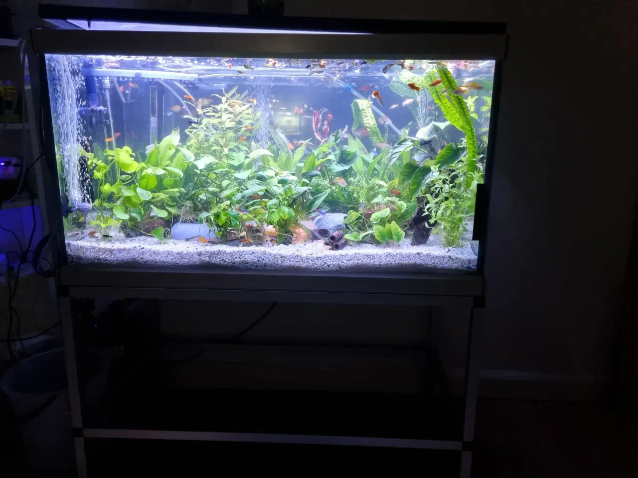 Billede 1 - Akvarie 278L med indhold