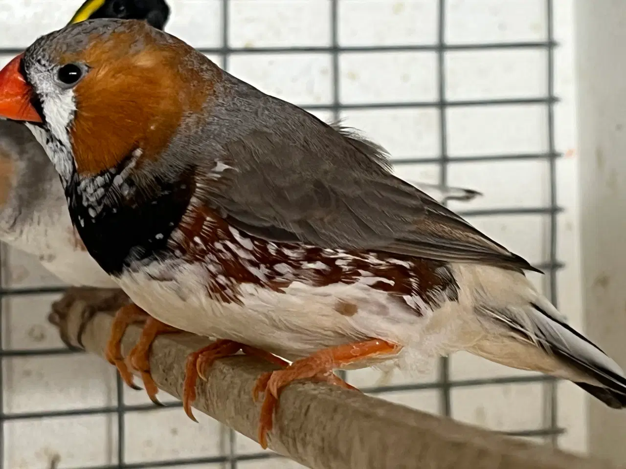 Billede 4 - Xl Zebrafinke