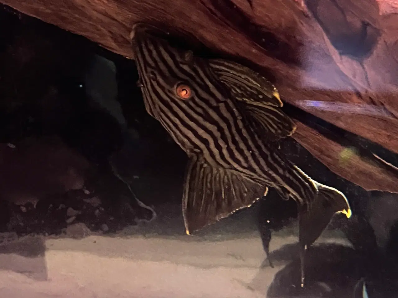 Billede 2 - L190 Royal Pleco (Panaque nigrolineatus)