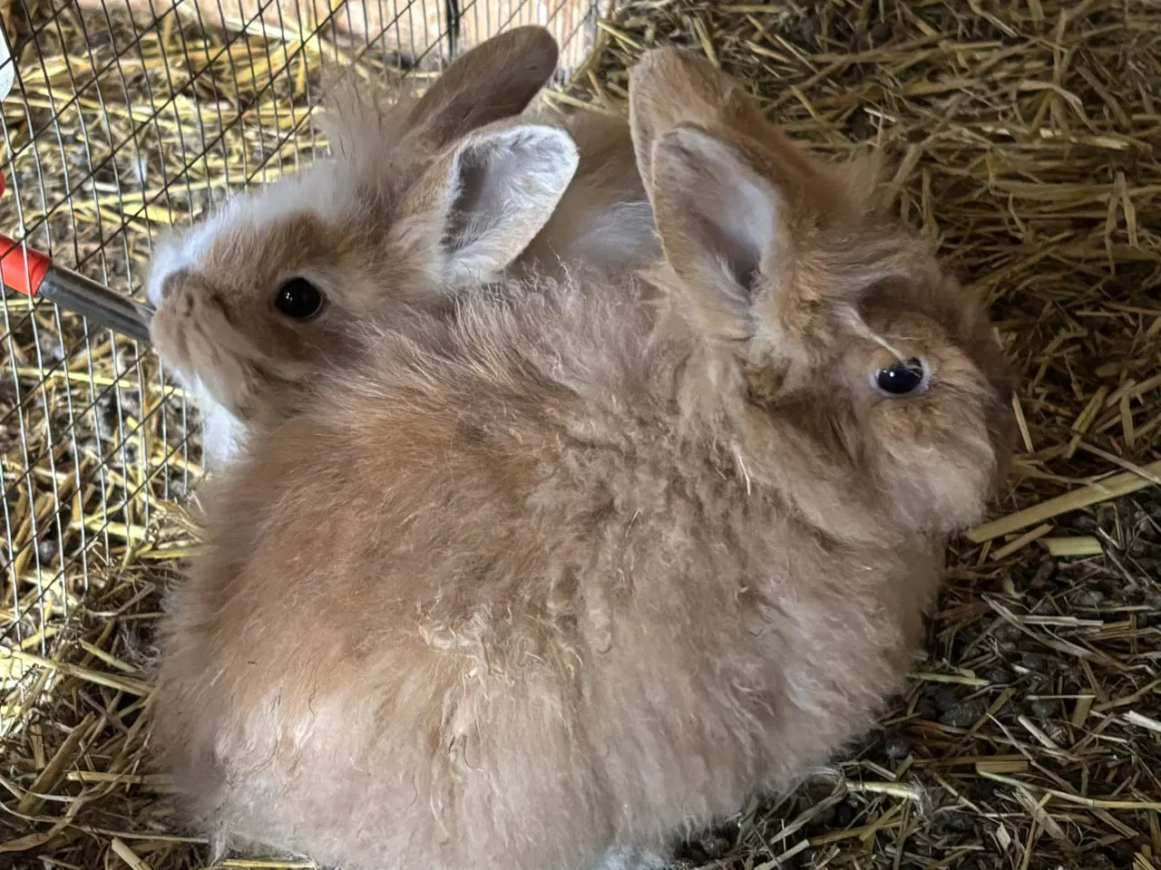 Billede 4 - Kaniner sælges